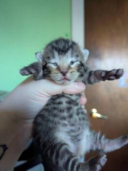 Fred -  Domestic Short Hair Cat for Adoption in Cloquet, Minnesota - Fred | PetCurious