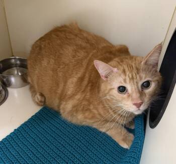 RED -  Domestic Short Hair Cat for Adoption in Hastings, Michigan - RED | PetCurious