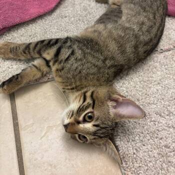 Tia -  Domestic Short Hair Cat for Adoption in Williston, Florida - Tia | PetCurious