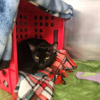 Penny -  Domestic Short Hair Cat for Adoption in Brockton, Massachusetts - Penny | PetCurious