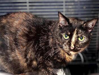 Mew Mew -  Domestic Short Hair Cat for Adoption in Littlestown, Pennsylvania - Mew Mew | PetCurious