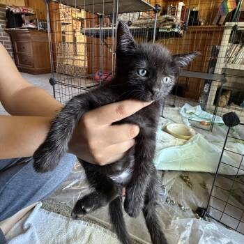 Snow Toes -  Domestic Short Hair Cat for Adoption in Carmel, Indiana - Snow Toes | PetCurious