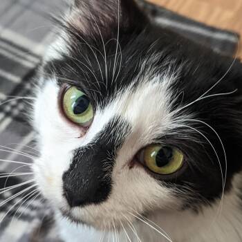 Sammi -  Domestic Short Hair Cat for Adoption in Morden, Manitoba - Sammi | PetCurious