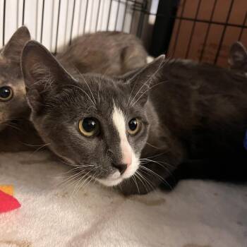 Birdie -  Domestic Short Hair Cat for Adoption in Salisbury, Massachusetts - Birdie | PetCurious
