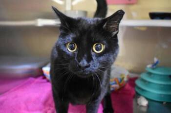 Sauvee -  Domestic Short Hair Cat for Adoption in Kansas City, Missouri - Sauvee | PetCurious