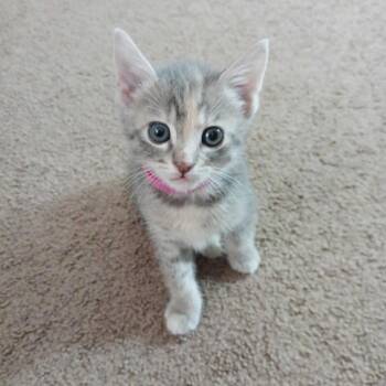 Domestic Short Hair Cats Available for Adoption in Riverside, California - Aitana | PetCurious