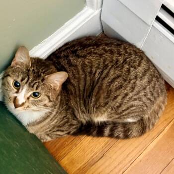 Courtney -  Domestic Short Hair Cat for Adoption in Wakefield, Massachusetts - Courtney | PetCurious