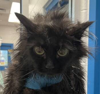 Salem -  Domestic Medium Hair Cat for Adoption in Golden, Colorado - Salem | PetCurious
