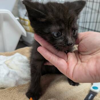Black baby -  Domestic Short Hair Cat for Adoption in Greenville, Pennsylvania - Black Baby | PetCurious