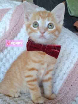Pebbles & Poppy -  Russian Blue and Domestic Short Hair Cat for Adoption in Yorba Linda, California - Pebbles & Poppy | PetCurious