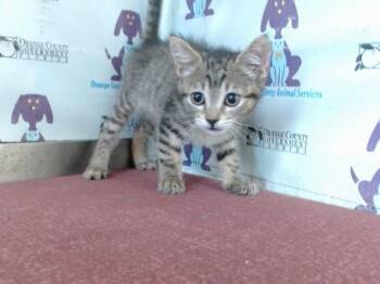 PRETZEL -  Domestic Short Hair Cat for Adoption in Orlando, Florida - PRETZEL | PetCurious
