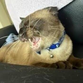 Tyson C69723 -  Siamese Cat for Adoption in Minnetonka, Minnesota - Tyson C69723 | PetCurious