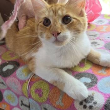 Ray -  Domestic Medium Hair Cat for Adoption in Rossville, Georgia - Ray | PetCurious