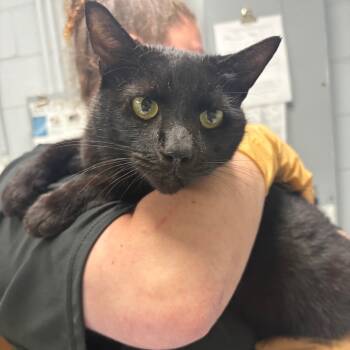Rescue Domestic Short Hair Cats for Adoption in Summerville, South Carolina - Bradley | PetCurious