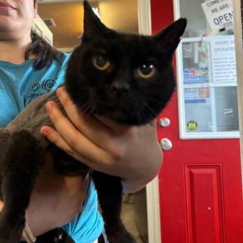 Domestic Short Hair Cats Available for Adoption in Enterprise, Alabama - Twlight | PetCurious