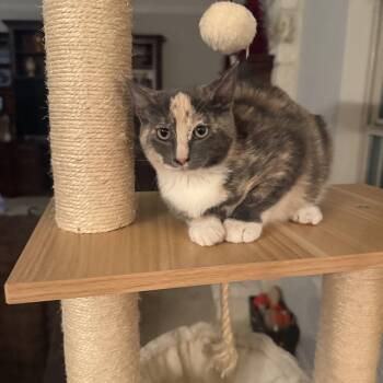 Natori BR14614-T -  Domestic Short Hair and Calico Cat for Adoption in Missouri City, Texas - Natori BR14614-T | PetCurious