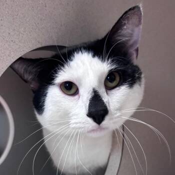 Chiquitin -  Domestic Short Hair Cat for Adoption in Providence, Rhode Island - Chiquitin | PetCurious