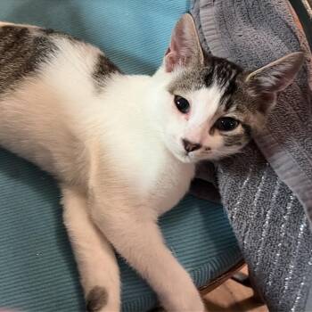 Ringo -  Domestic Short Hair Cat for Adoption in Beulaville, North Carolina - Ringo | PetCurious