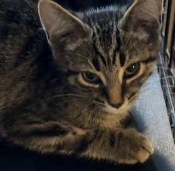 Galaxy -  Domestic Short Hair Cat for Adoption in Elizabethton, Tennessee - Galaxy | PetCurious