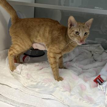 Domestic Short Hair Cats Available for Adoption - Peach | PetCurious