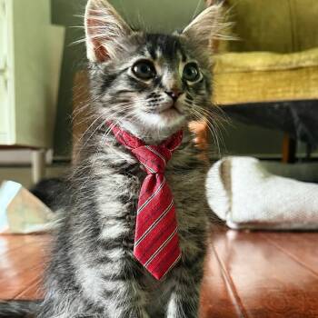 Ebbie (E.B.) -  Domestic Medium Hair Cat for Adoption in Beloit, Ohio - Ebbie (E.B.) | PetCurious