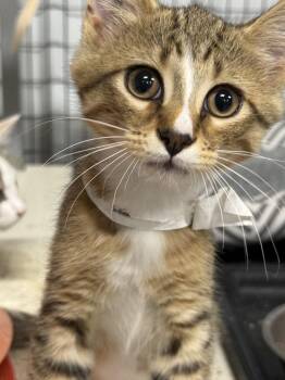 Cider (Courtesy Listing) -  Domestic Short Hair Cat for Adoption in Williamsburg, Iowa - Cider (Courtesy Listing) | PetCurious