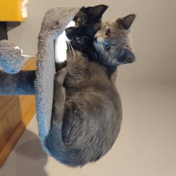 Rescue Domestic Short Hair Cats for Adoption in Madison, Wisconsin - Grey | PetCurious