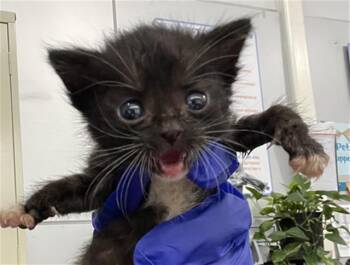 Domestic Short Hair Cats Available for Adoption in Dallas, Texas - TESS | PetCurious