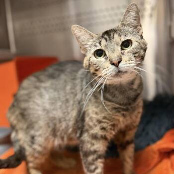 Tabatha -  Domestic Short Hair Cat for Adoption in Houston, Texas - Tabatha | PetCurious