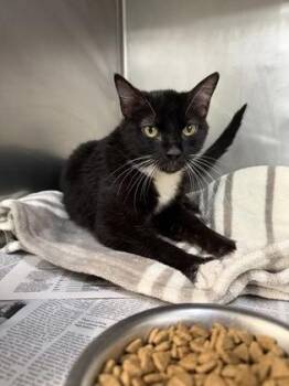 Sonia -  Domestic Short Hair Cat for Adoption in Fort Worth, Texas - Sonia | PetCurious