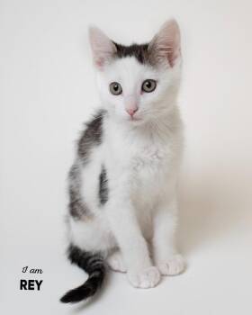 Rey -  Domestic Short Hair Cat for Adoption in Boone, Iowa - Rey | PetCurious