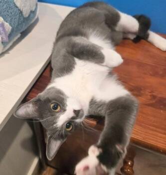 Rescue Domestic Short Hair Cats for Adoption in Melrose, Massachusetts - Grey (discounted Adoption Fee) | PetCurious