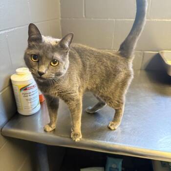 Momma Kitty -  Domestic Short Hair Cat for Adoption in Tuscaloosa, Alabama - Momma Kitty | PetCurious