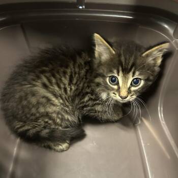Domestic Short Hair Cats Available for Adoption in Greensboro, North Carolina - Waffles | PetCurious