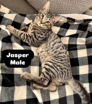 Rescue Domestic Short Hair Cats for Adoption in Lancaster, California - Jasper | PetCurious