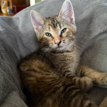 Clementine (In Foster) -  Domestic Short Hair Cat for Adoption in Watertown, Wisconsin - Clementine (In Foster) | PetCurious