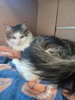 Rescue Domestic Long Hair Cats for Adoption in Huntington Beach, California - Suki | PetCurious