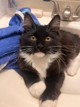 Rescue Maine Coon and Domestic Long Hair Cats for Adoption in Maryville, Tennessee - Main Coon DLH Mix Kittens | PetCurious