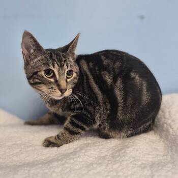 Ash -  Domestic Short Hair Cat for Adoption in Wahiawa, Hawaii - Ash | PetCurious