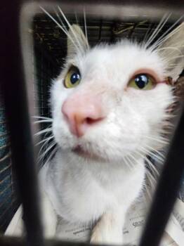 ATHEL -  Domestic Short Hair Cat for Adoption in San Antonio, Texas - ATHEL | PetCurious