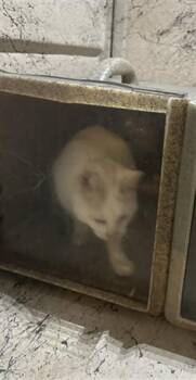 Domestic Short Hair Cats Available for Adoption - SHRIMP | PetCurious