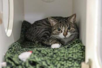 Domestic Short Hair Cats Available for Adoption in Winnipeg, Manitoba - Astrid | PetCurious