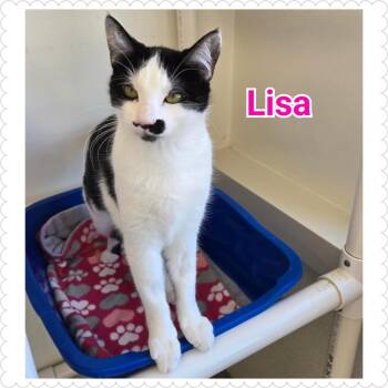 Domestic Short Hair Cats Available for Adoption in North Saint Paul, Minnesota - Lisa | PetCurious