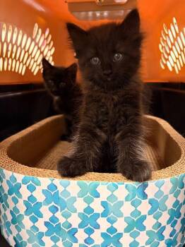 Domestic Long Hair Cats Available for Adoption in Saint Charles, Missouri - Buffy | PetCurious