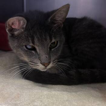 Halifax -  Domestic Short Hair Cat for Adoption in Bristol, Indiana - Halifax | PetCurious