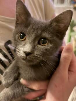 Rescue Russian Blue Cats for Adoption in Schertz, Texas - Lexi | PetCurious