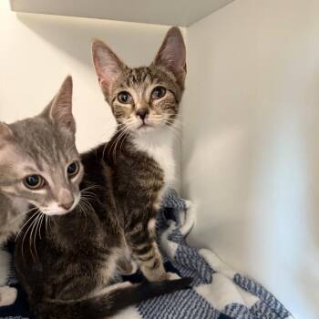 Sir Kensington -  Domestic Short Hair Cat for Adoption in Port Richey, Florida - Sir Kensington | PetCurious
