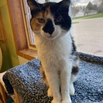 Rescue Domestic Short Hair Cats for Adoption in Elbow Lake, Minnesota - Allie | PetCurious