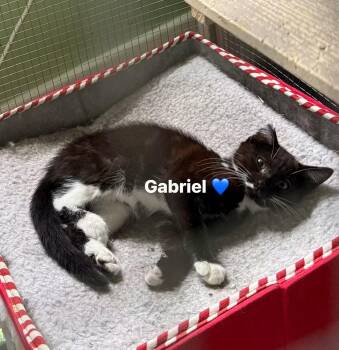 Gabriel -  Domestic Medium Hair and Tuxedo Cat for Adoption in Newark, New Jersey - Gabriel | PetCurious