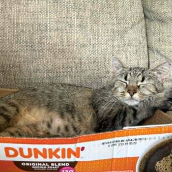 Kiki -  Domestic Short Hair Cat for Adoption in Lancaster, Kentucky - Kiki | PetCurious